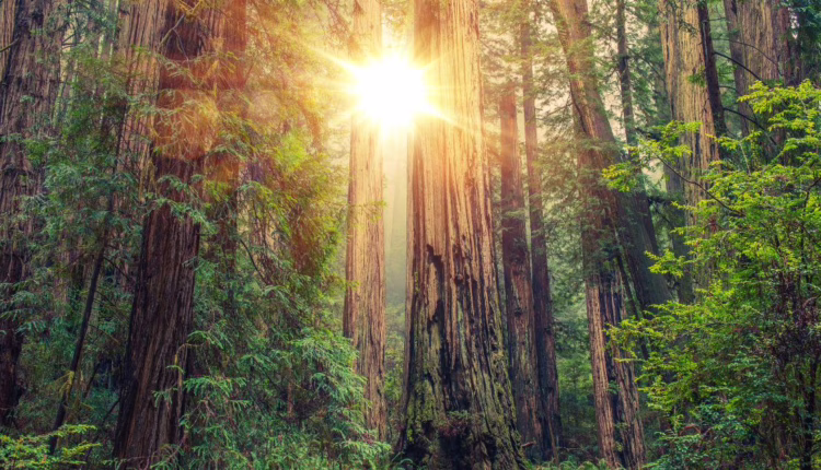 światłoterapia kolory i shinrin yoku